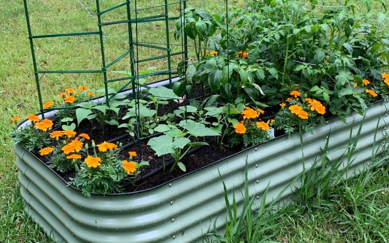 Galvanized raised beds