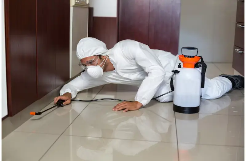 Bedbug Exterminator in Toronto